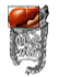 Dental Tooth Chart West Palm Beach - left liver